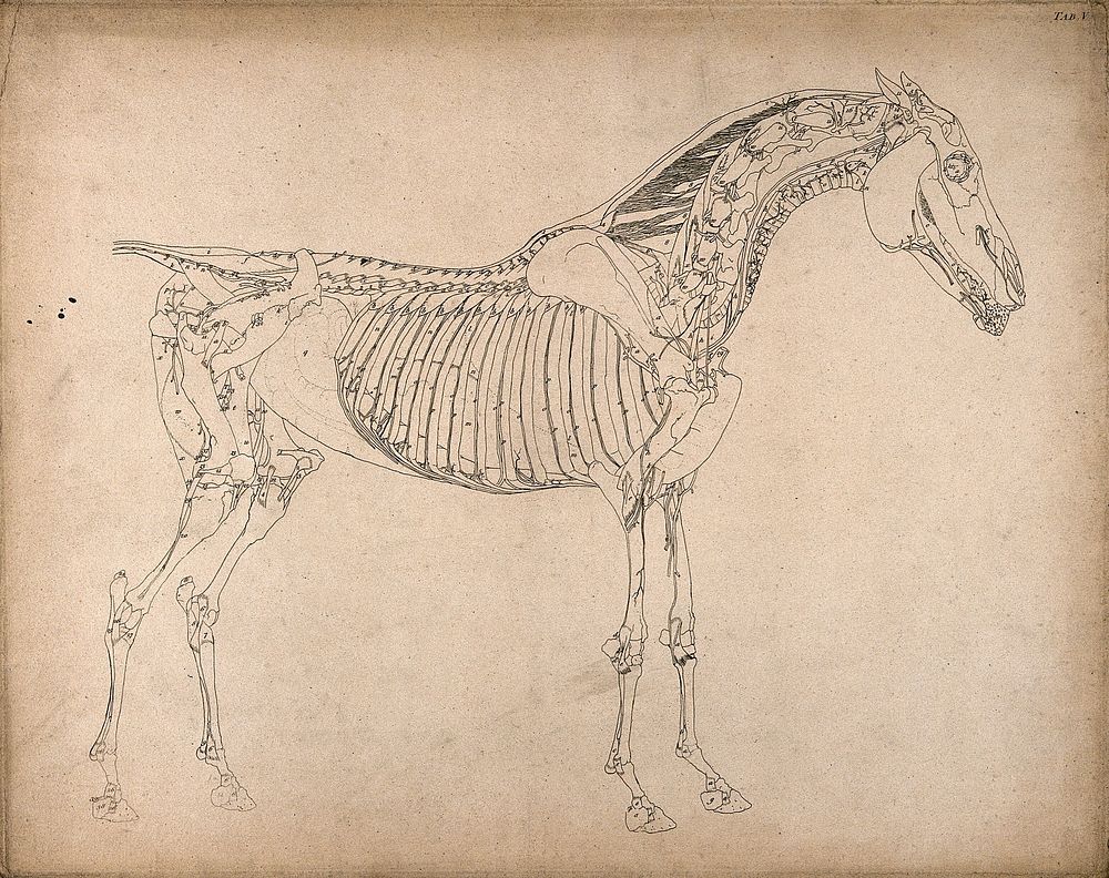 Muscles and bones of a horse: outline drawing, side view. Engraving with etching by G. Stubbs, 1766.