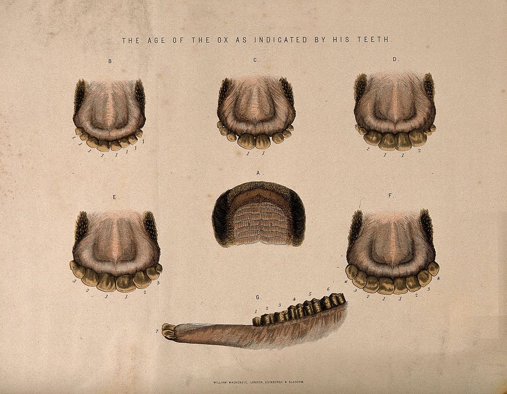 Ox's teeth: seven figures showing the stages of development in the teeth of oxes of different ages. Coloured etching, ca.…
