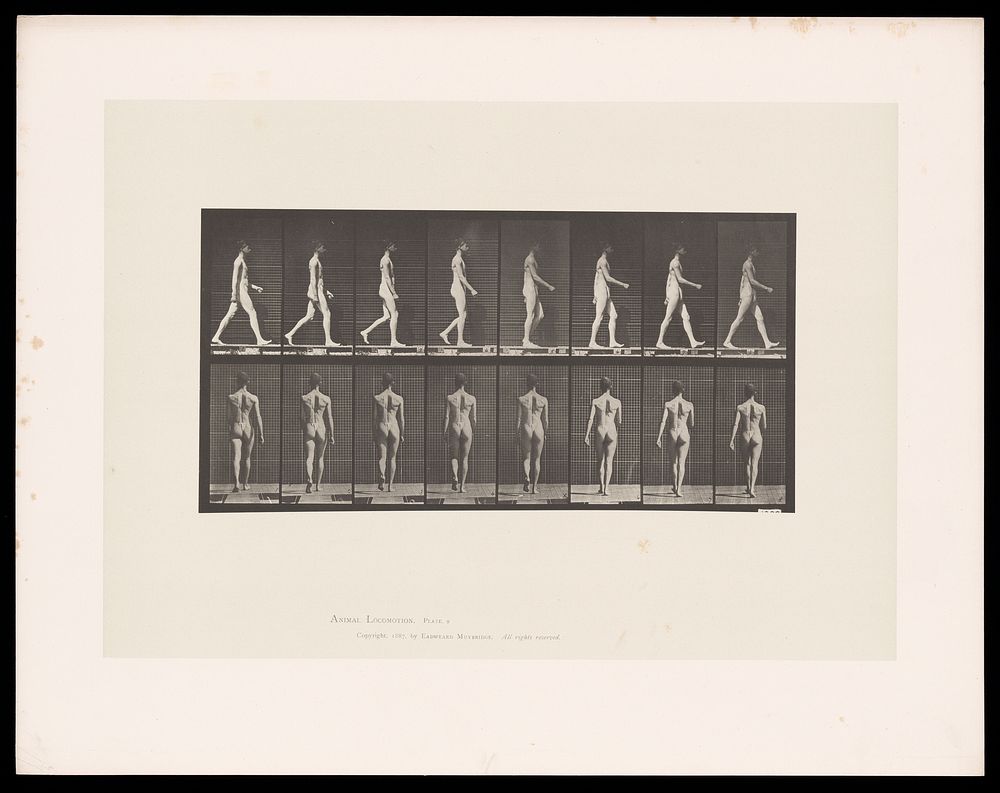 A naked man walking. Collotype after Eadweard Muybridge, 1887.