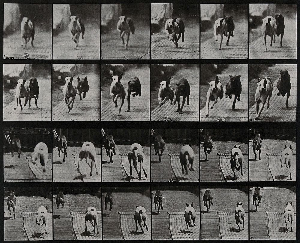 Two dogs racing. Collotype after Eadweard Muybridge, 1887.