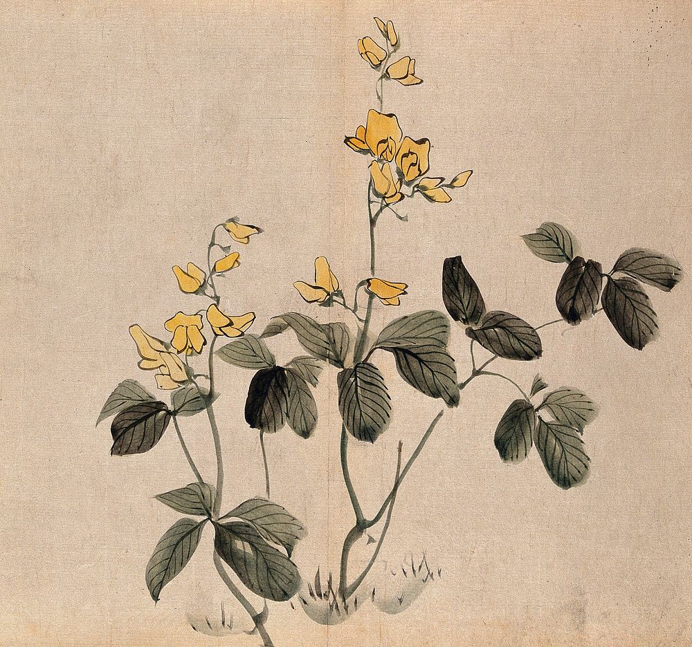 A leguminous plant: two stems with yellow flowers. Watercolour.