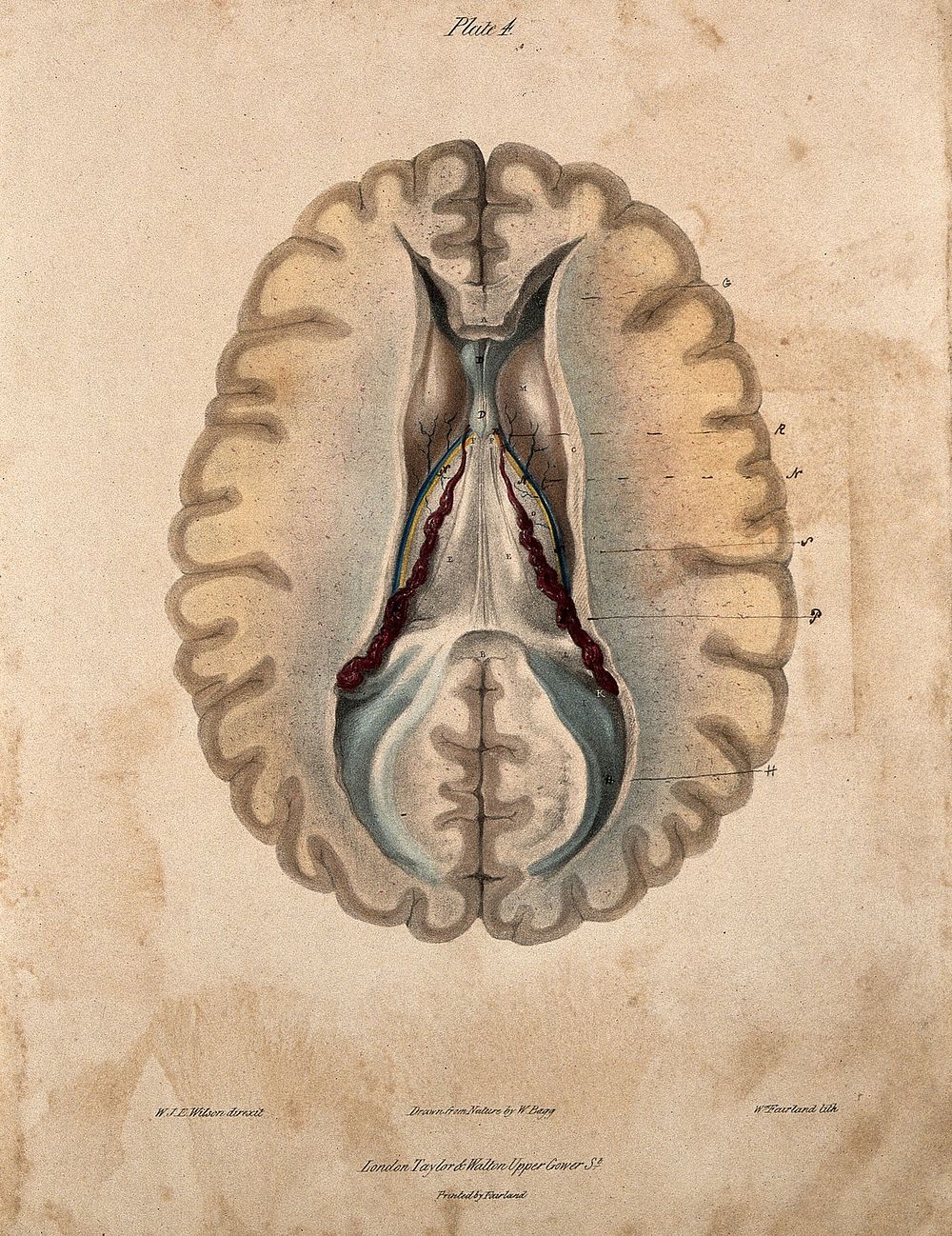 The human brain: the lateral ventricles. Coloured lithograph by William Fairland, 1839, after W. Bagg after W.J.E. Wilson.