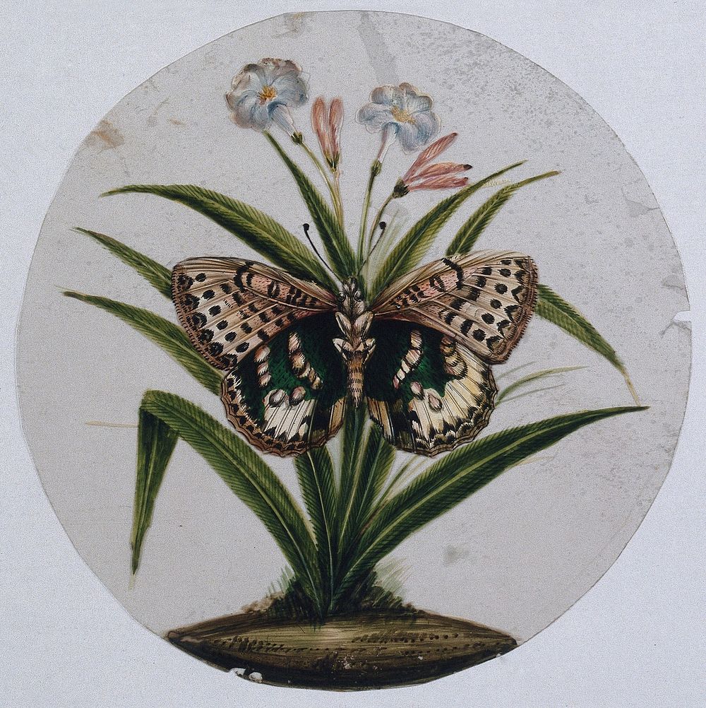 A pink, brown and green spotted butterfly. Gouache painting on mica by an Indian artist.