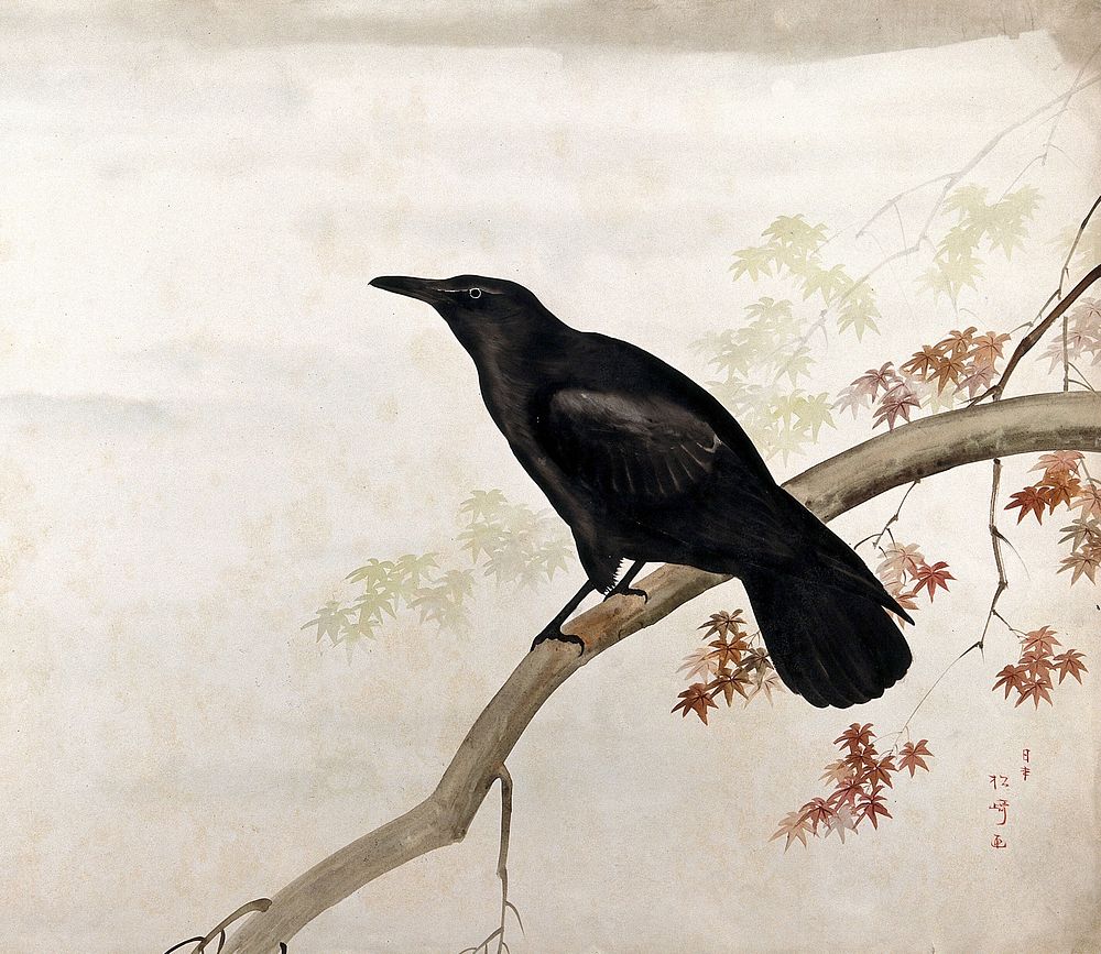 A black bird, sitting on a branch. Watercolour by Matsuzaki, 18--.