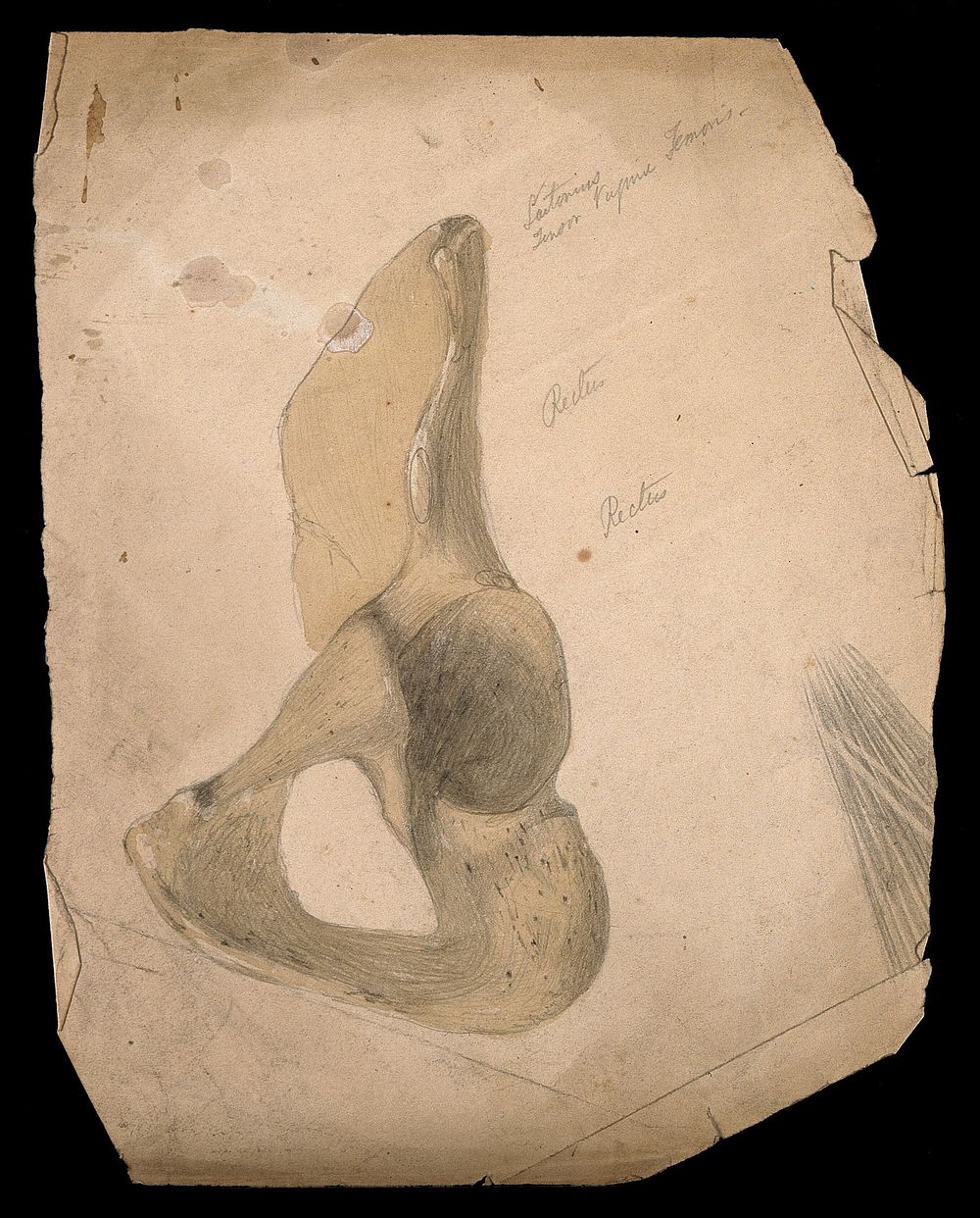 Part of the pelvis: the hip bone. Pencil and watercolour drawing by J.C. Whishaw, 1852/1854.