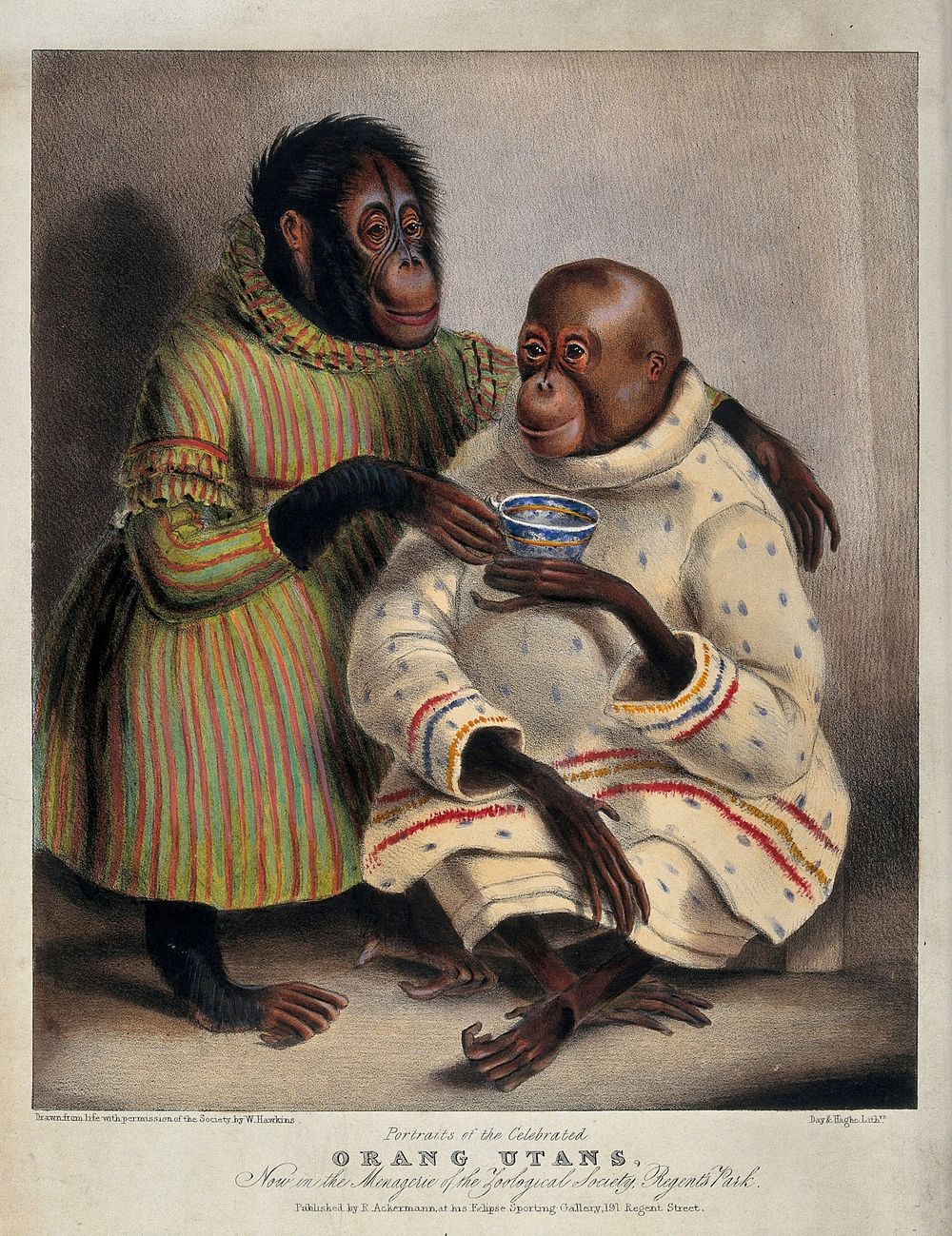 Two orang-utans wearing clothes and drinking tea. Coloured lithograph by Day & Haghe after W Hawkins.