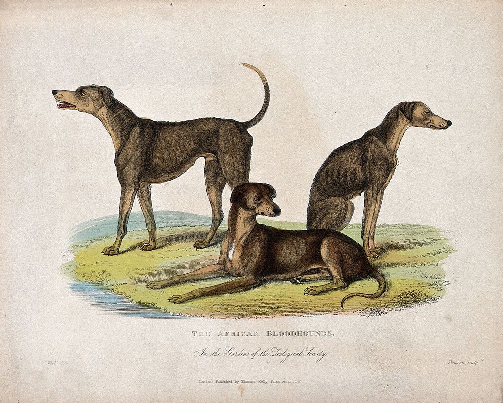 Zoological Society of London: three African bloodhounds. Coloured etching by W. Panormo after J. Webb.