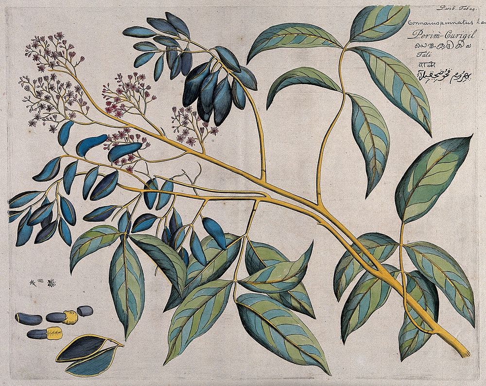 Connarus pinnatus Lam.: branch with flowers and fruit and separate sections of flowers, fruit and seeds. Coloured line…