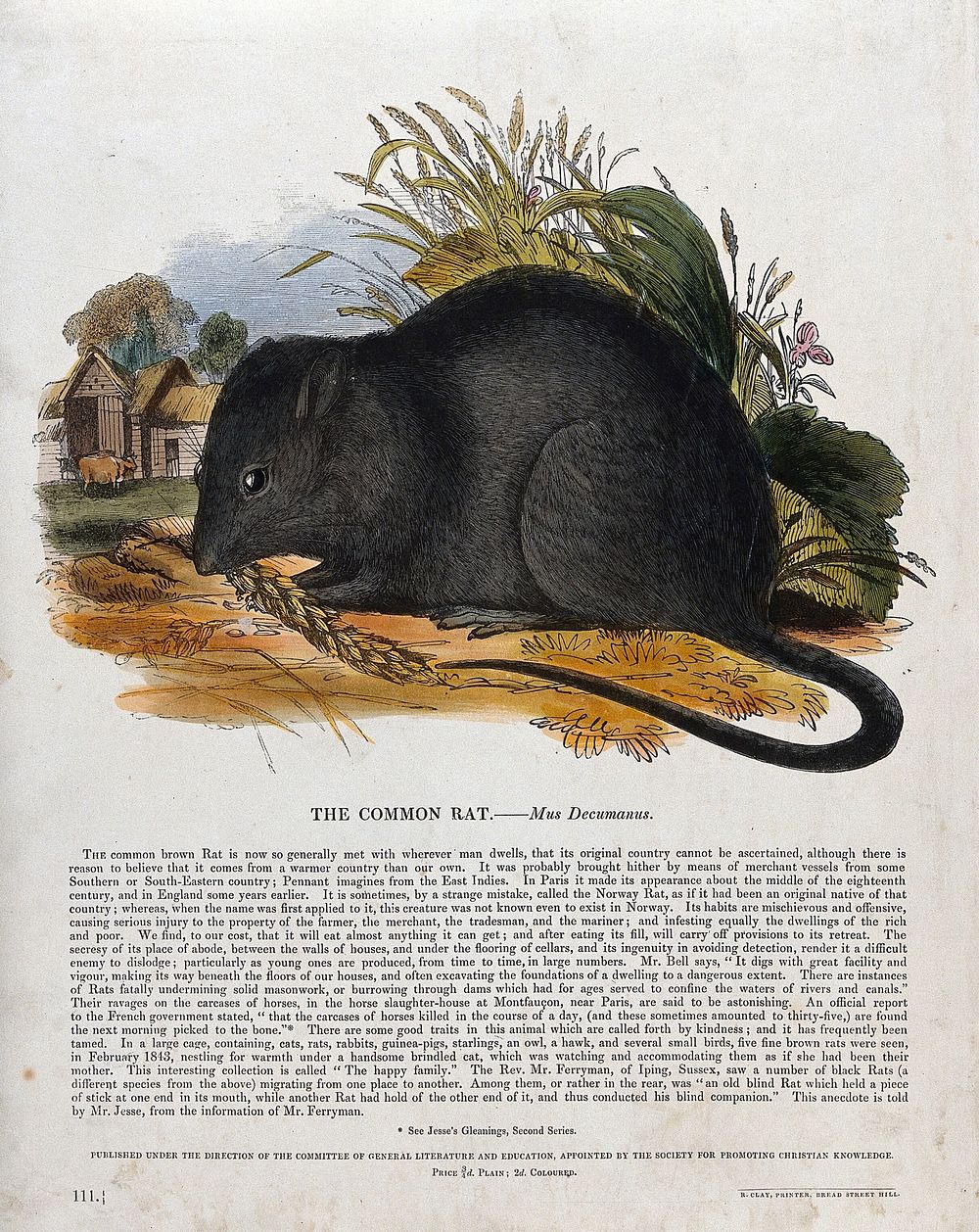 A rat nibbling on corn outside a farmyard. Coloured wood engraving by J. W. Whimper.