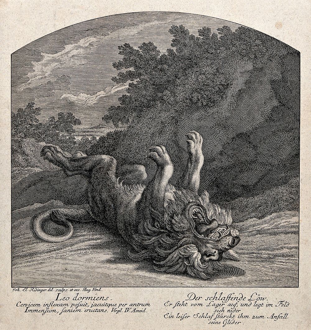 A lion lolling on the ground with its mouth wide open. Etching by J. E. Ridinger.