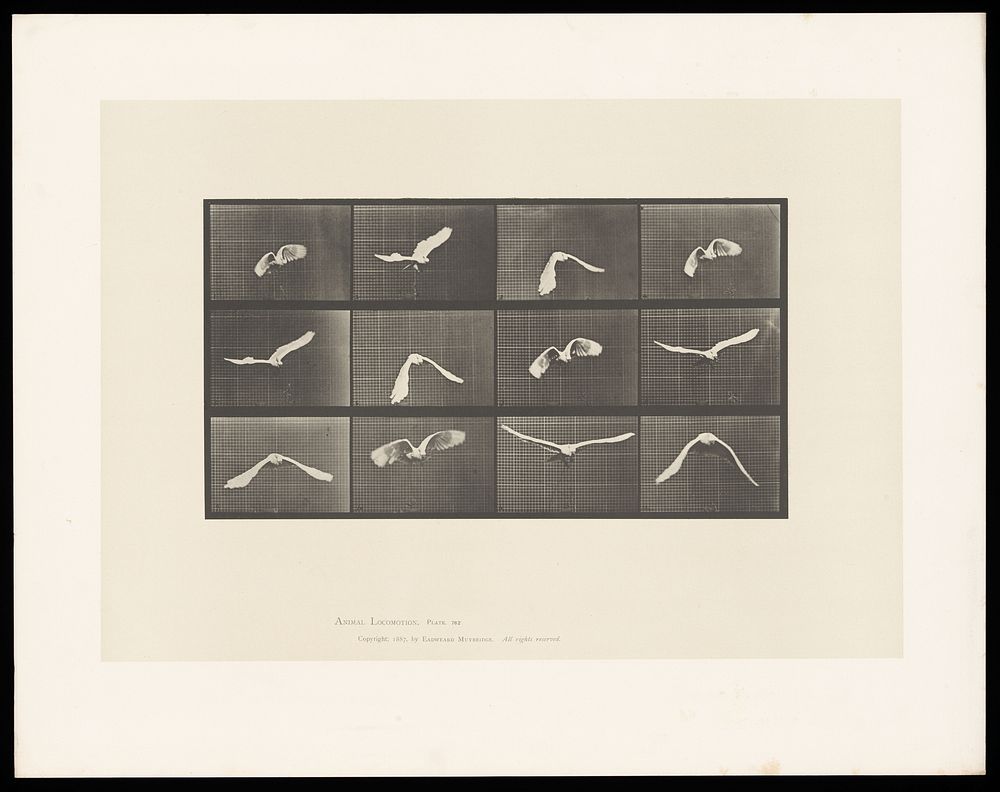 A parrot flying. Collotype after Eadweard Muybridge, 1887.