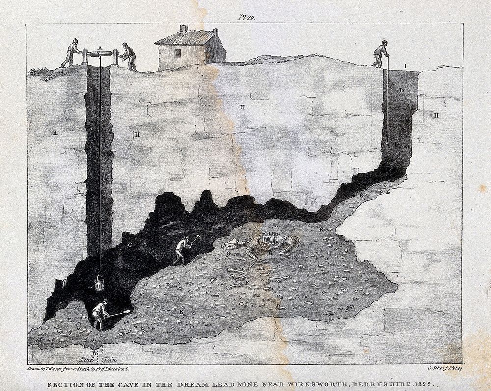 Cross-section of a lead mine in Derbyshire, showing miners working towards an animal fossil. Lithograph by T. Webster after…