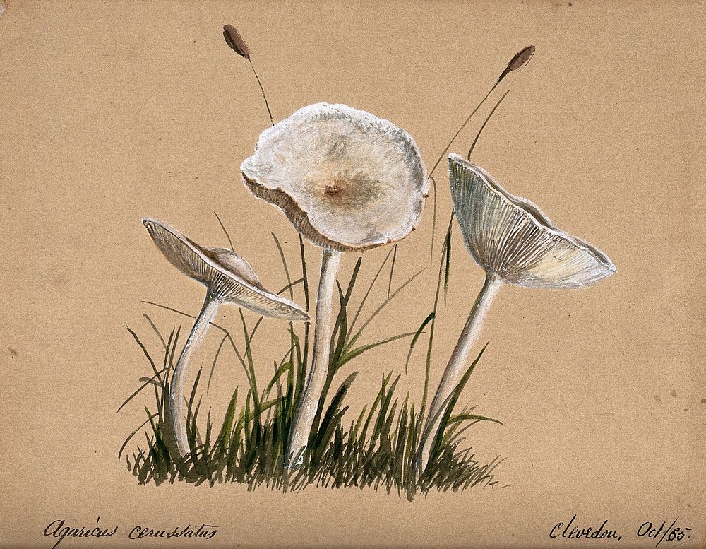 A fungus (Agaricus cerussatus): three fruiting bodies. Watercolour, 1865.