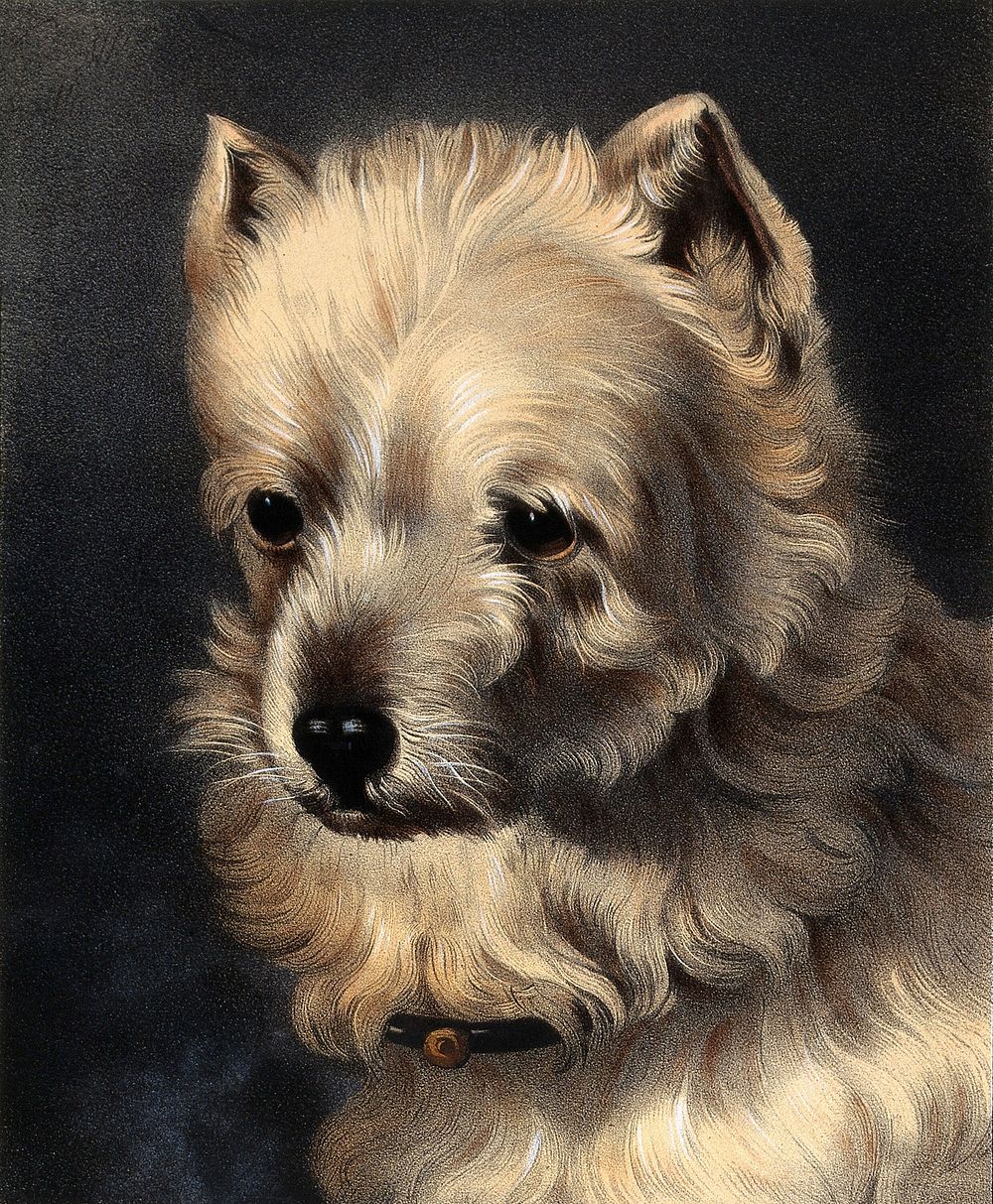 head griffon dog. Coloured lithograph | Free Photo Illustration - rawpixel