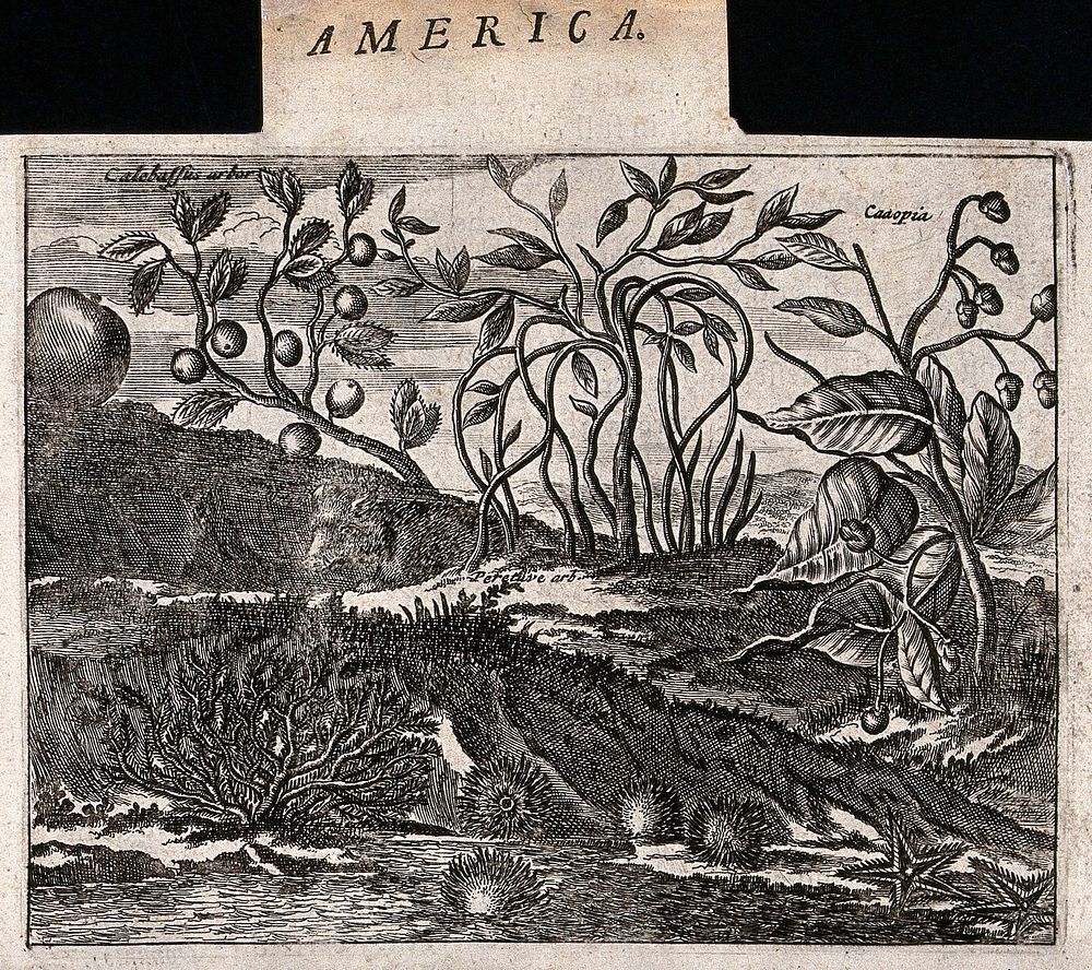 Three plants, including a calabash-tree (Crescentia cujete) with starfish and sea urchins in an exotic tropical landscape.…