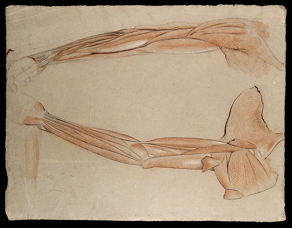 Two dissections of the arm and shoulder, showing the muscles and tendons. Red and white chalk and ink drawing by J.C.…