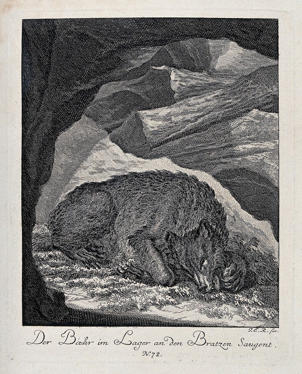 A bear resting in its cave and sucking at its paws. Etching by J. E. Ridinger.
