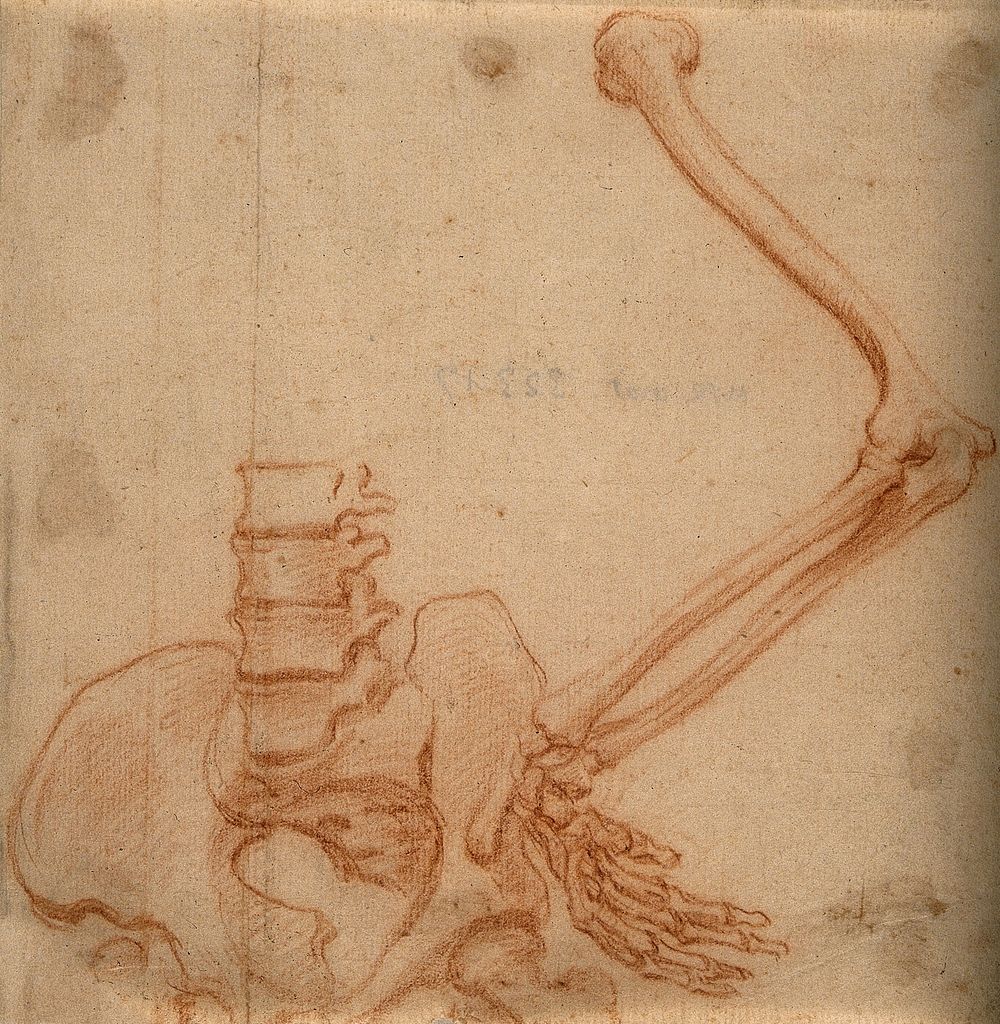Bones of arm with wrist resting on hip-bone. Red-chalk drawing, 17th century.