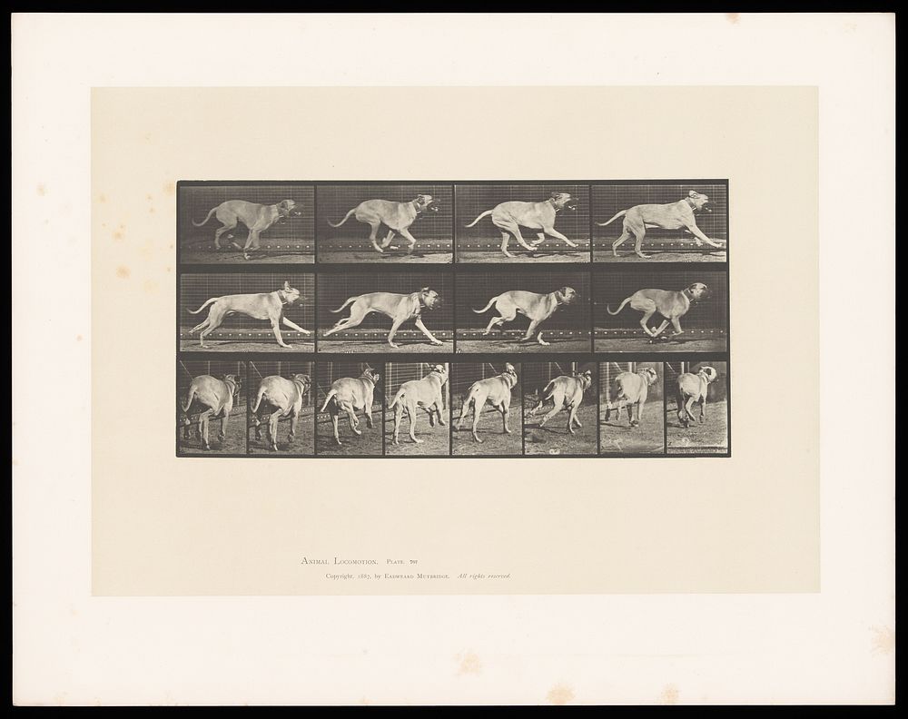 A dog running. Collotype after Eadweard Muybridge, 1887.