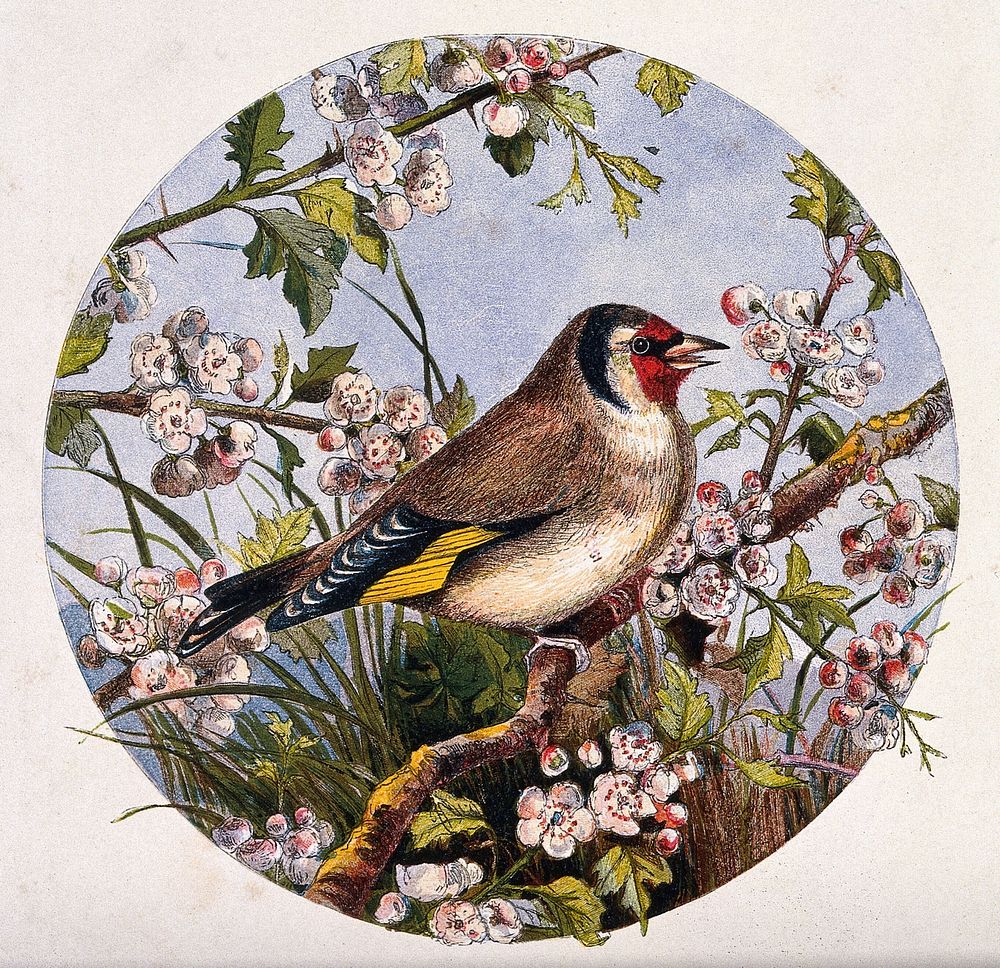 A goldfinch on a branch of cherry blossom. Chromolithograph.
