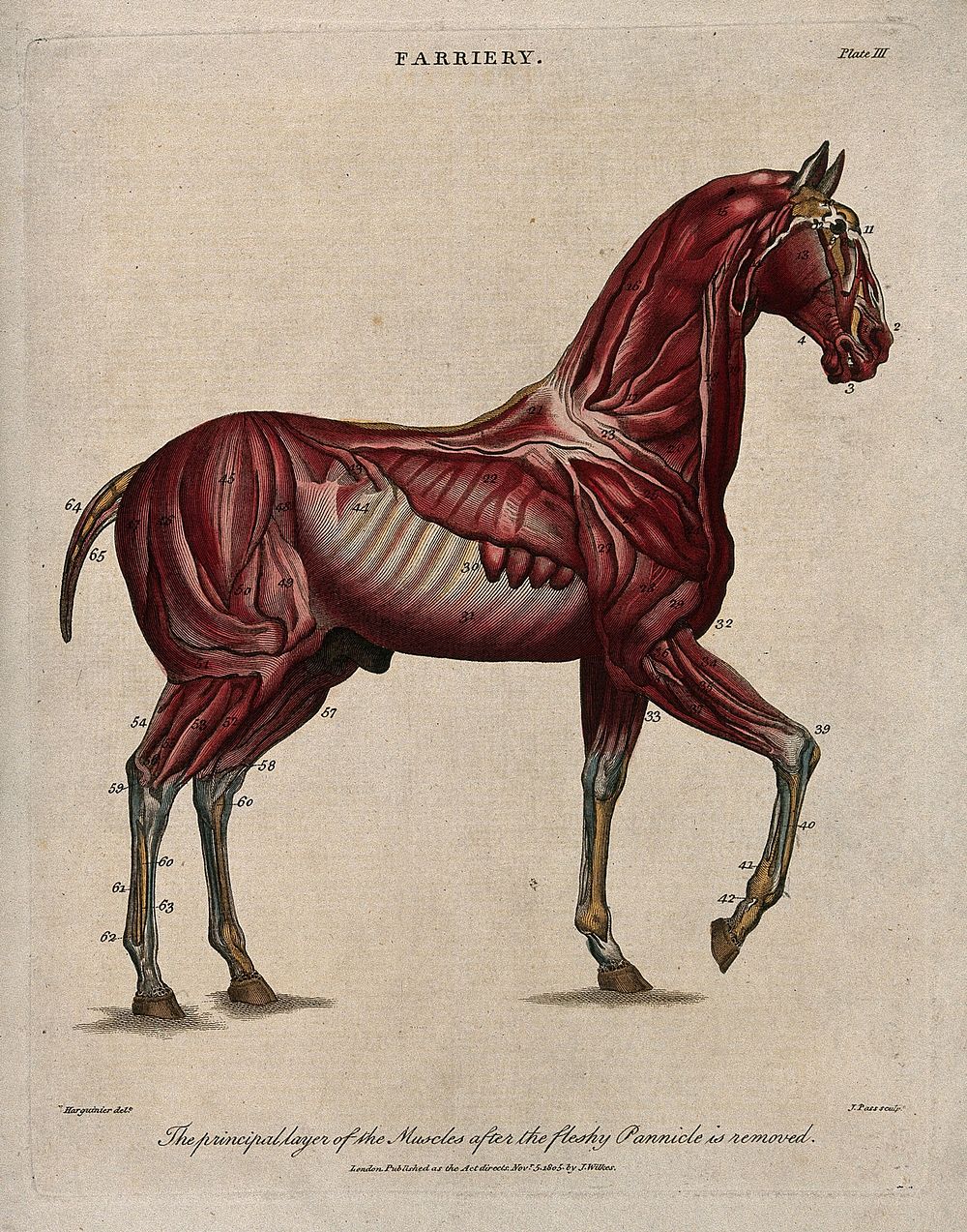 An écorché horse: side view, showing the outer layer of the muscles. Coloured engraving by J. Pass after Harguinier, 1805.
