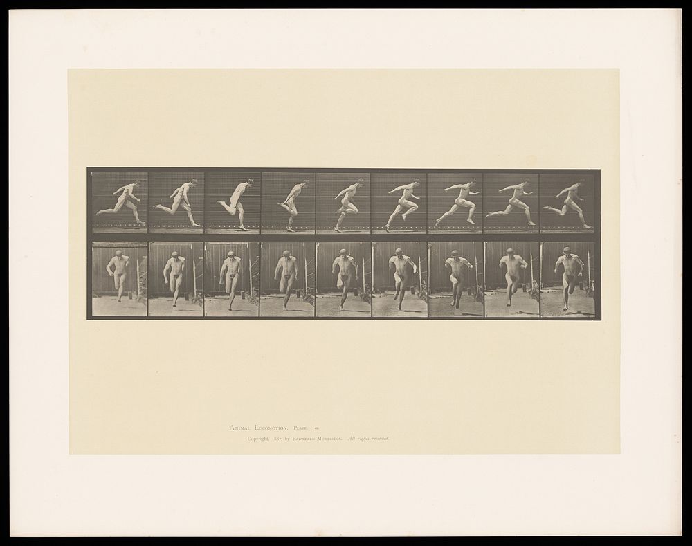 A naked man running. Collotype after Eadweard Muybridge, 1887.