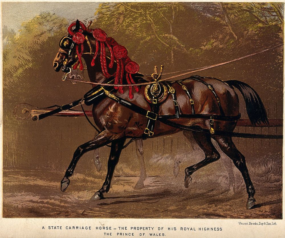 A richly decorated draught-horse standing in front of a carriage. Chromolithograph.