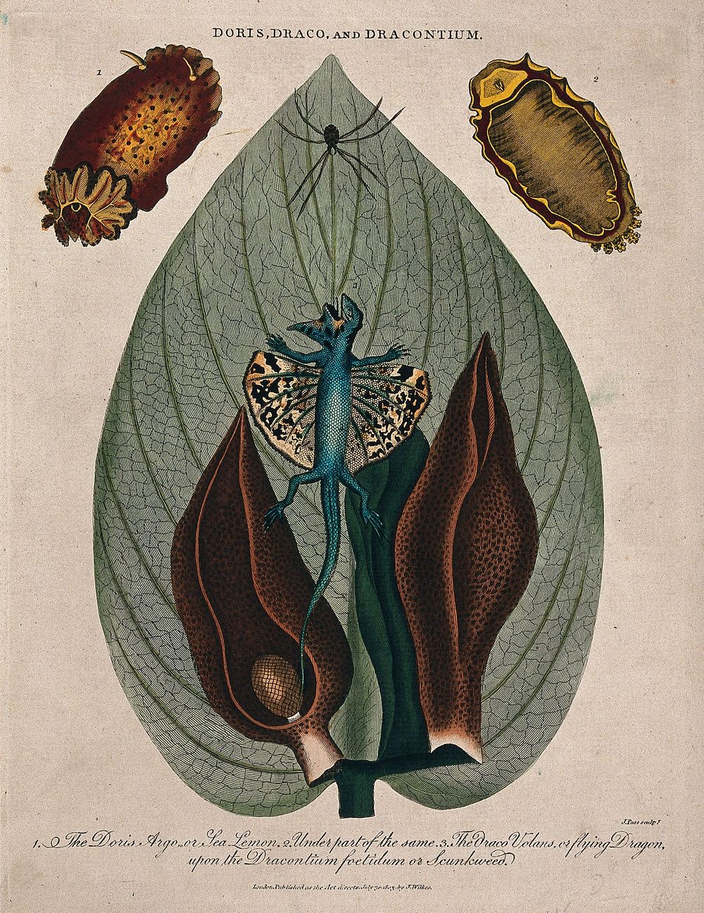 Leaf and flowers of skunk cabbage (Symplocarpus foetidum), a type of mollusc (Doris argo) and a dragon lizard (Draco…