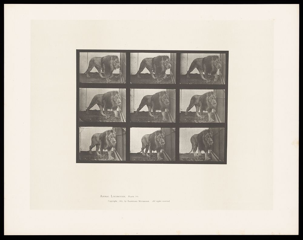 A lion prowling. Collotype after Eadweard Muybridge, 1887.