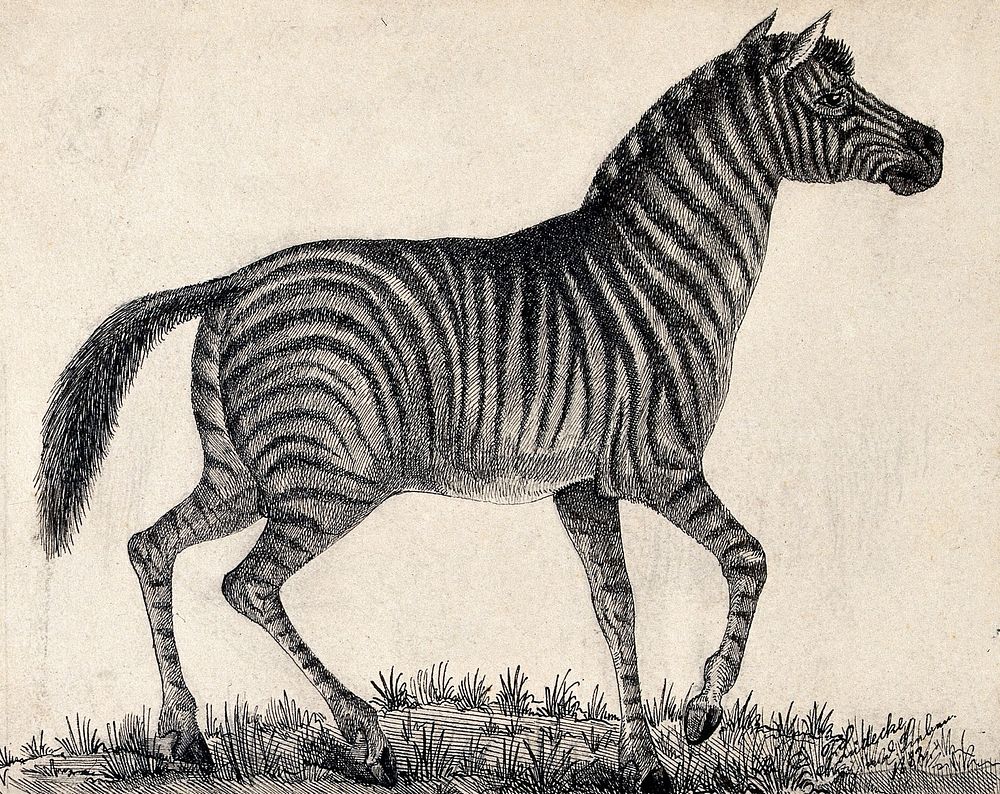A zebra. Reproduction of an etching by F. Lüdecke.