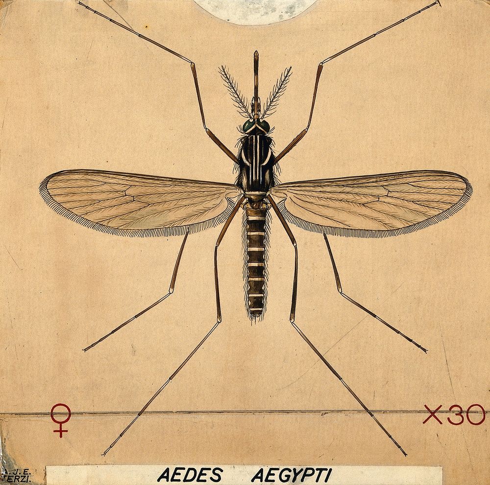 An anopheles mosquito (Aedes aegypti). Coloured drawing by A.J.E. Terzi.