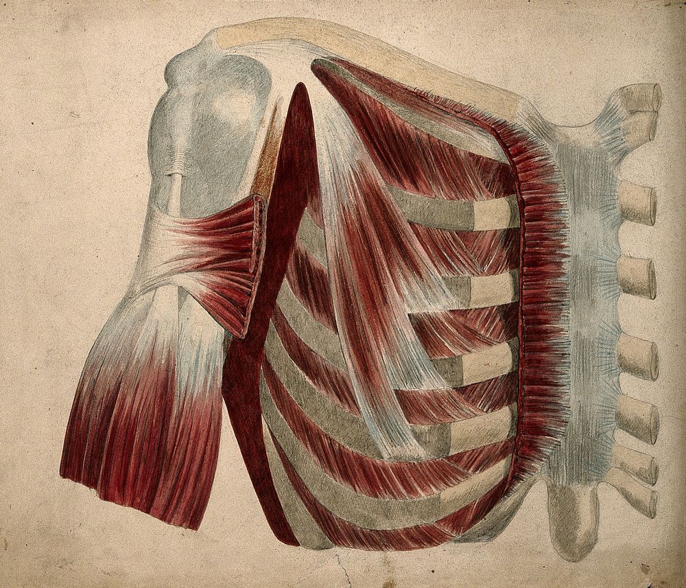 Dissection showing the muscles and bones of the chest and shoulder. Watercolour and pencil drawing, by J.C. Whishaw…