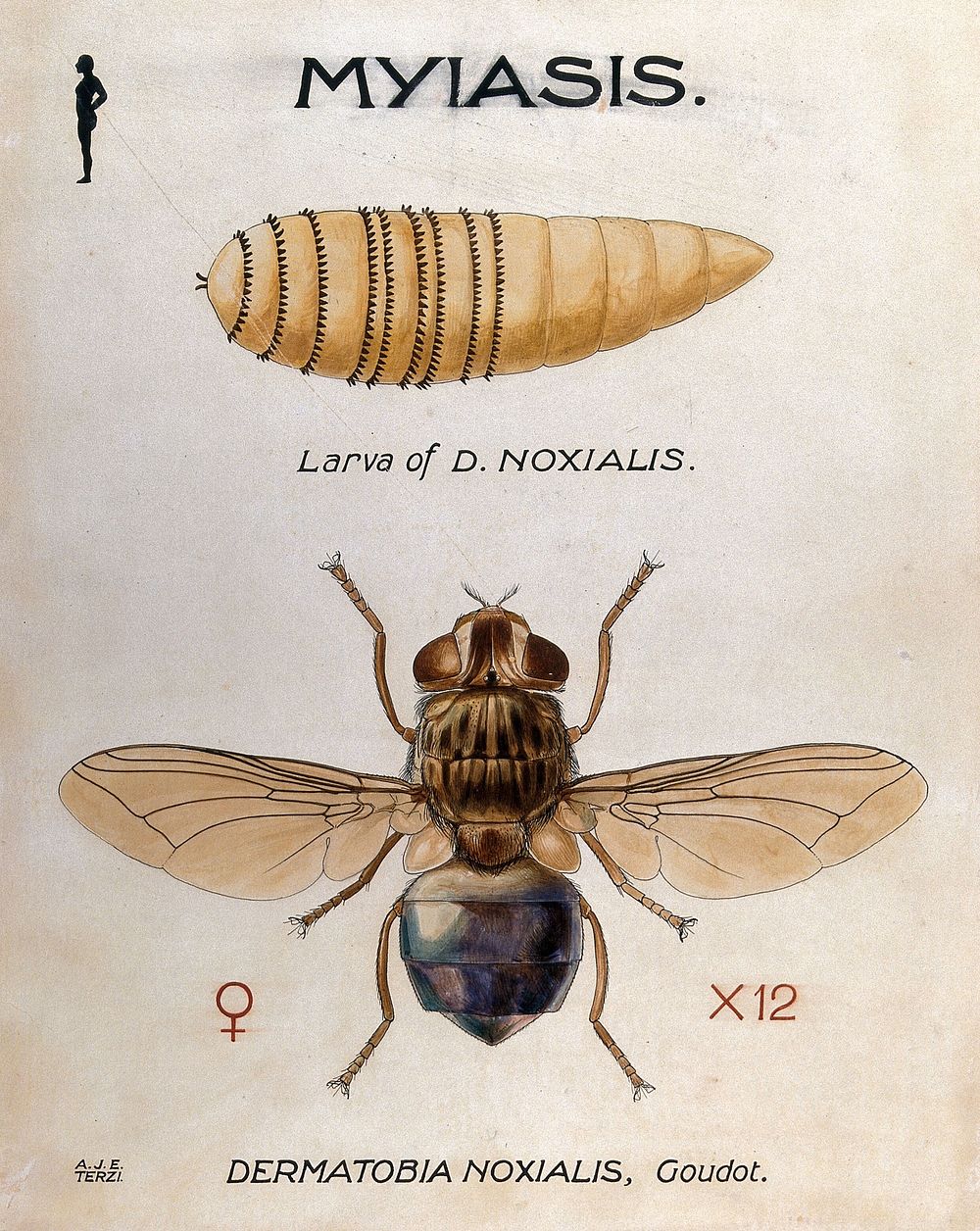 The larva and fly of Dermatobia noxialis. Coloured drawing by A.J.E. Terzi.