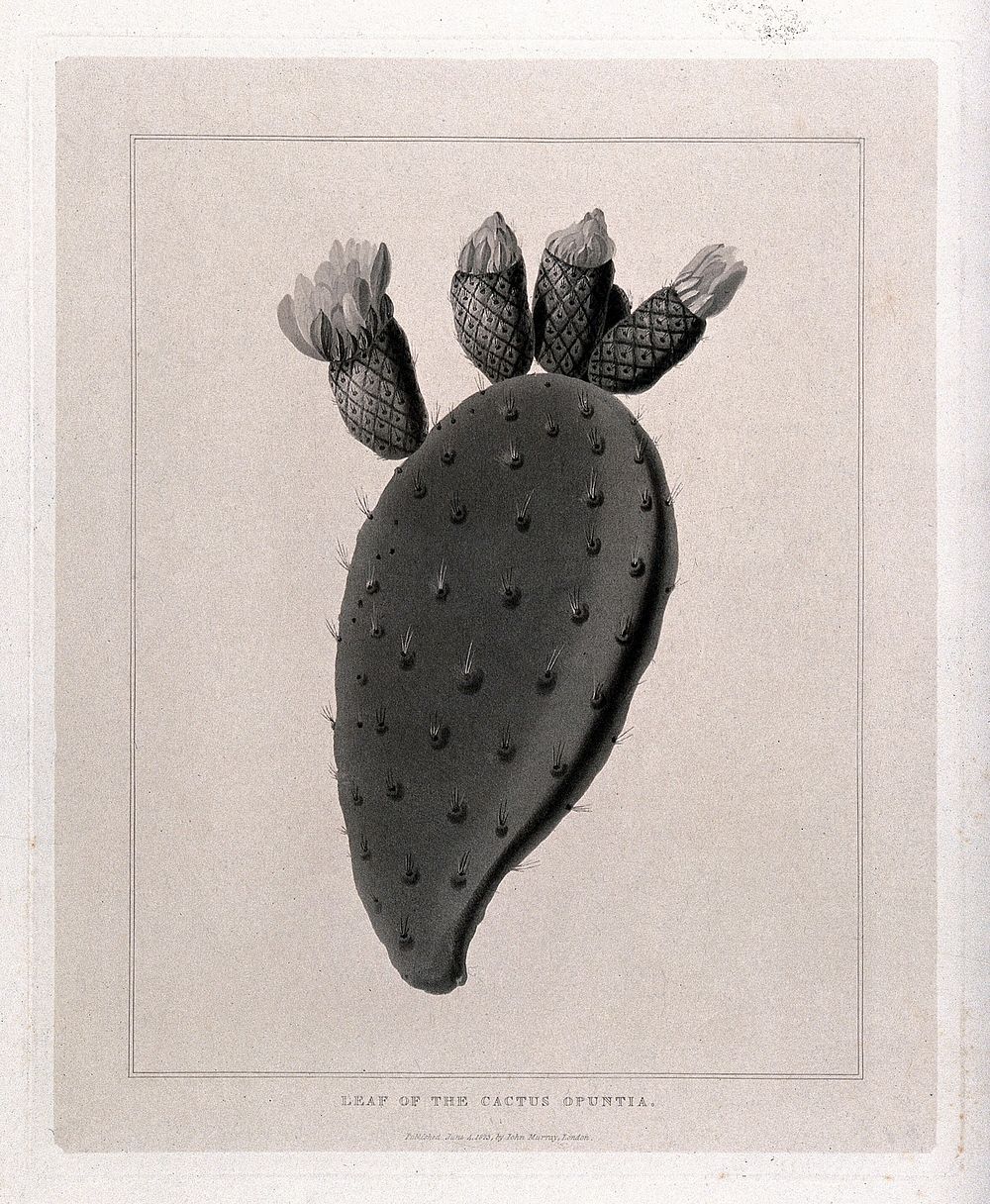 Prickly pear cactus (Opuntia species): stem and flowers. Aquatint, c.1823.