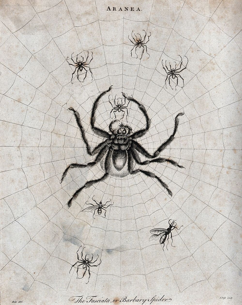 A large barbary spider with her young in her web. Etching by J. Pass, ca. 1796, after J. E. Ihle.