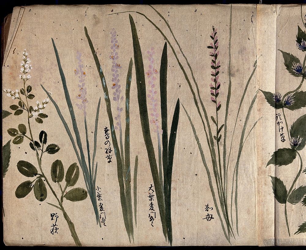 Five flowering plants, possibly including three species of Liriope. Watercolour, c. 1870.