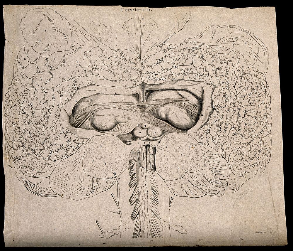 Cerebrum: view of the mid-brain, including the gyri. Line engraving by Campbell, 1800/1830.