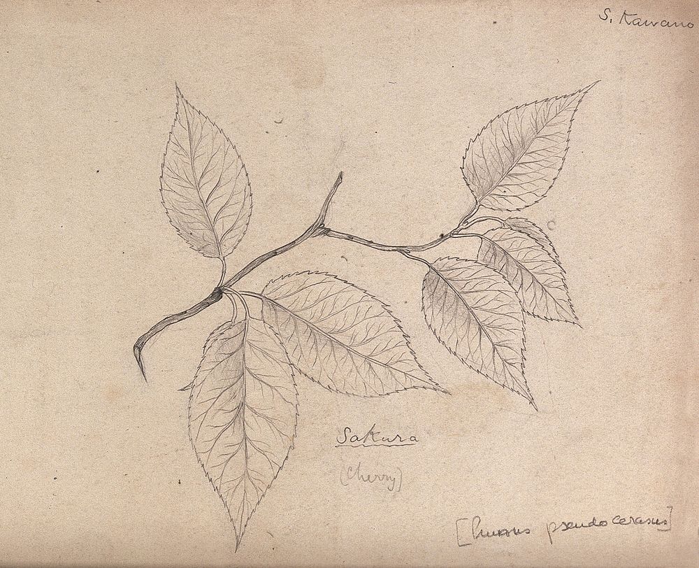 A cherry (Prunus paniculata): branch with leaves. Pencil drawing by S. Kawano.