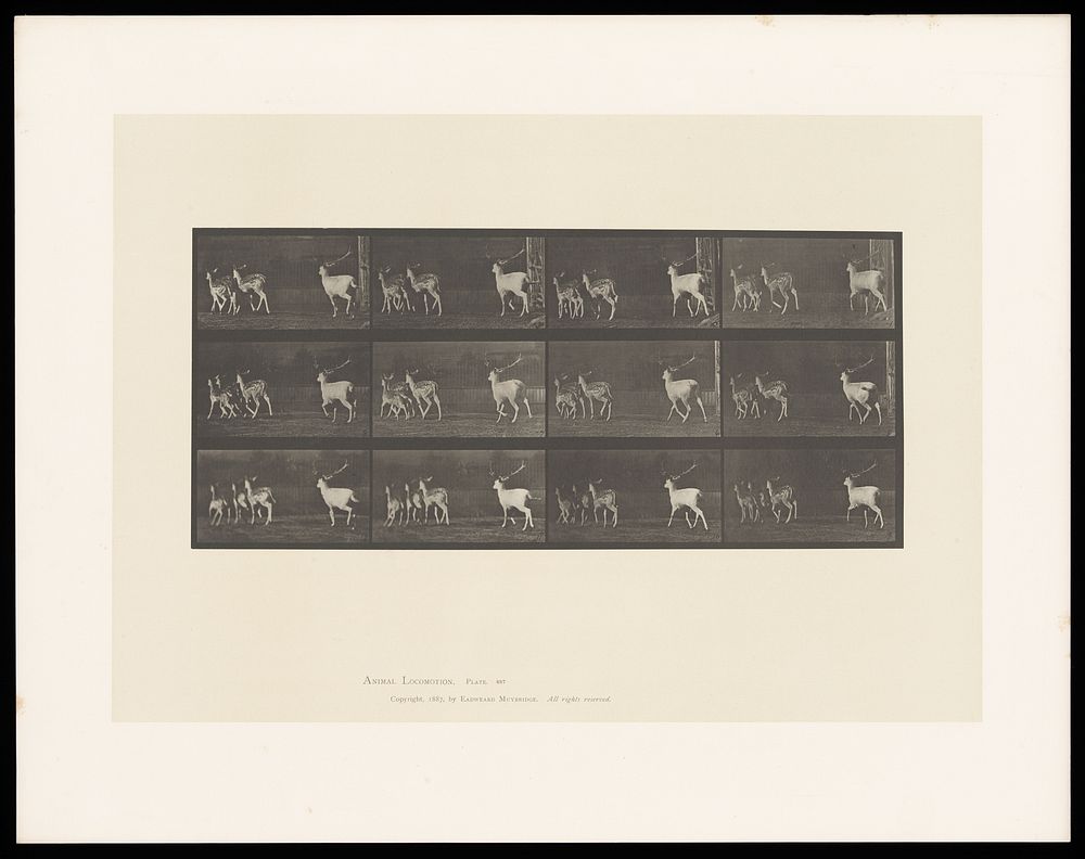 A group of fallow deer running. Collotype after Eadweard Muybridge, 1887.
