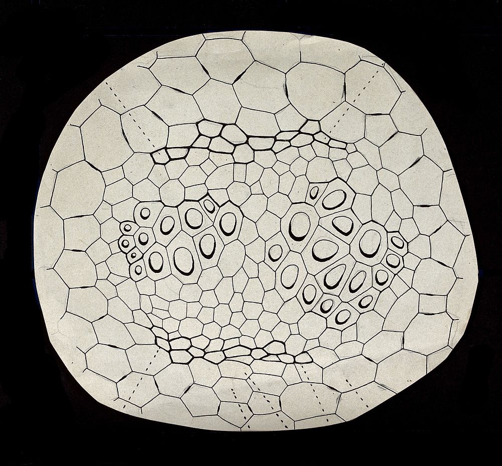 Plant cell structure . Drawing by Gustave Chauveaud, 1910/1930 .