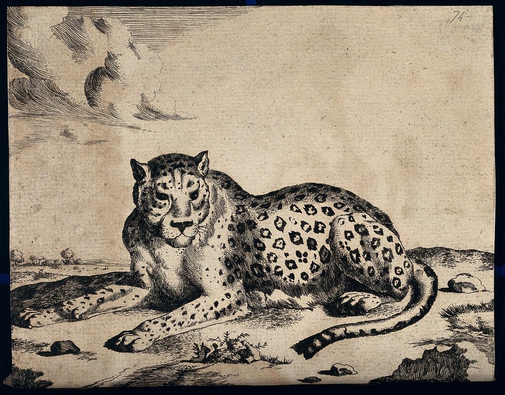 A leopard lying on the ground. Etching by M. De Bye after P. Potter.