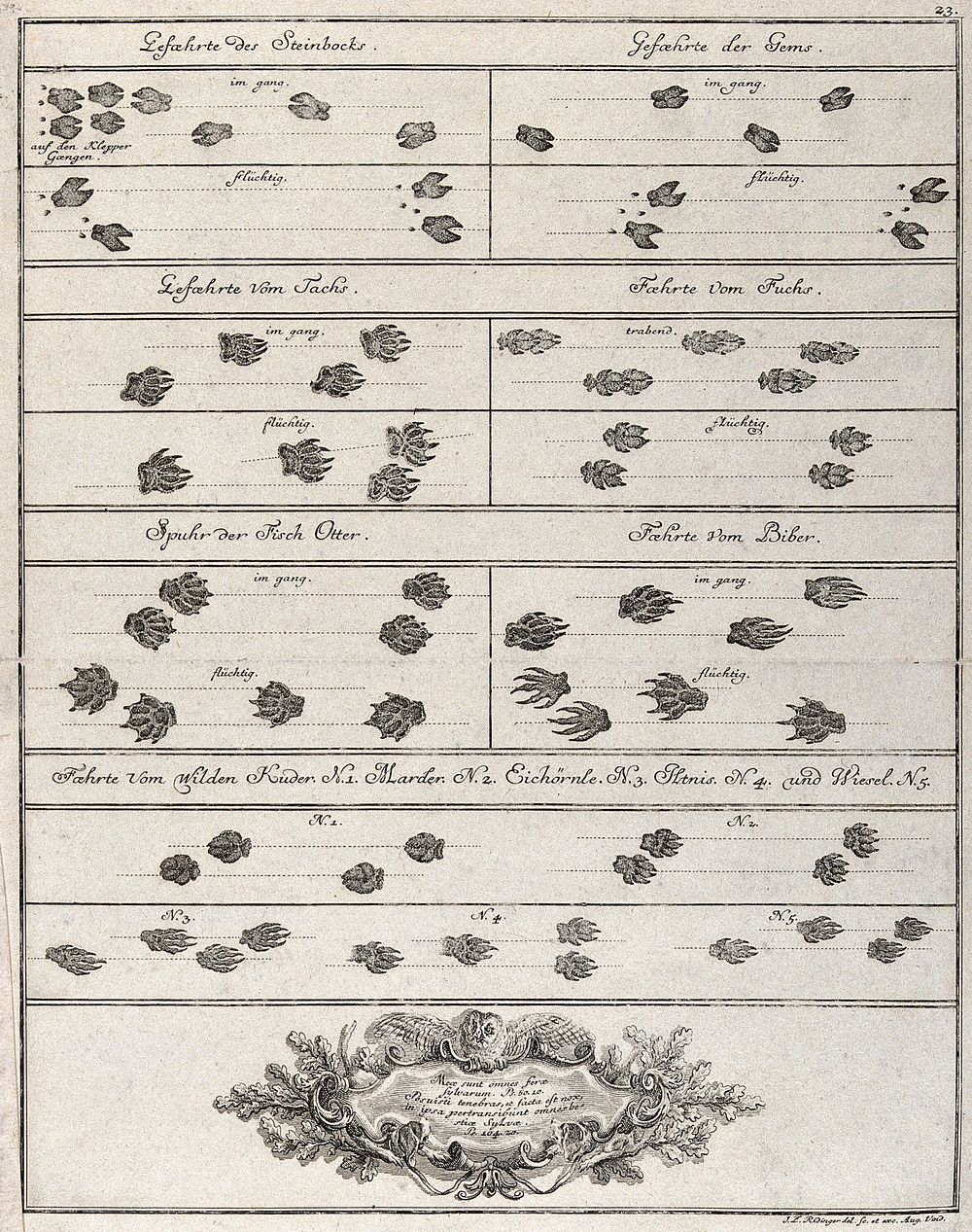 Above, a table with various animal tracks, including those of chamois, badger, fox, otter, beaver and wild cat, below, a…
