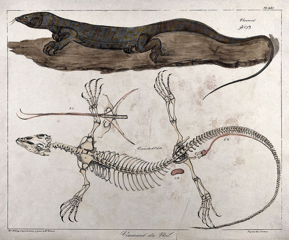 Nile-dwelling reptile: two figures, the lower showing the reptile's skeleton. Coloured lithograph by Mme. Nobling after J.J.…