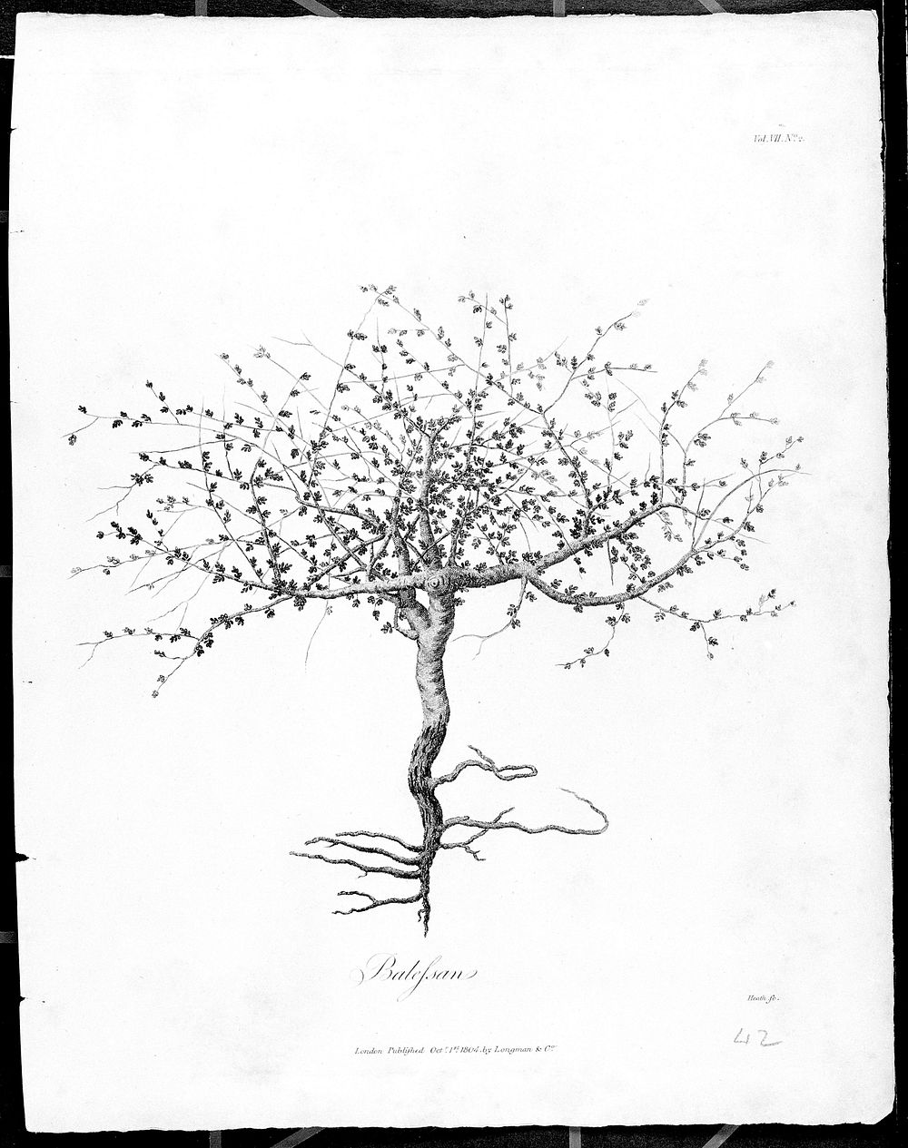 Mecca balsam (Commiphora opobalsamum): entire young plant. Line engraving by J. Heath, c. 1804.