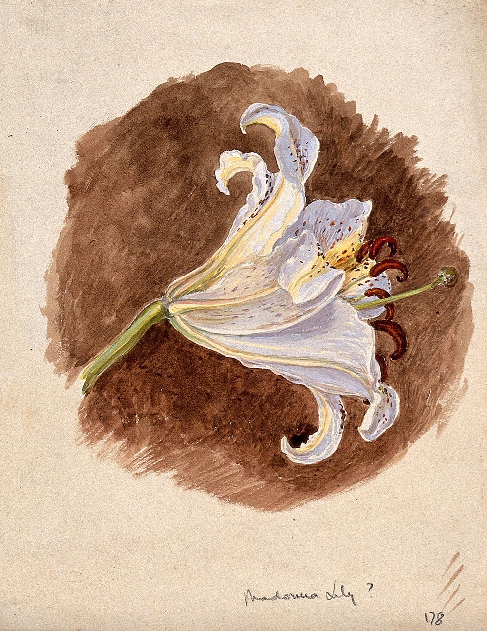 Madonna lily or Bourbon lily (Lilium candidum): flower. Watercolour.