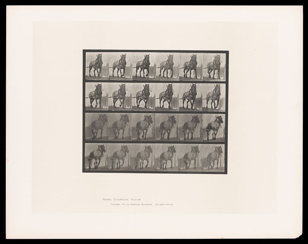 A horse walking, pulling something. Collotype after Eadweard Muybridge, 1887.