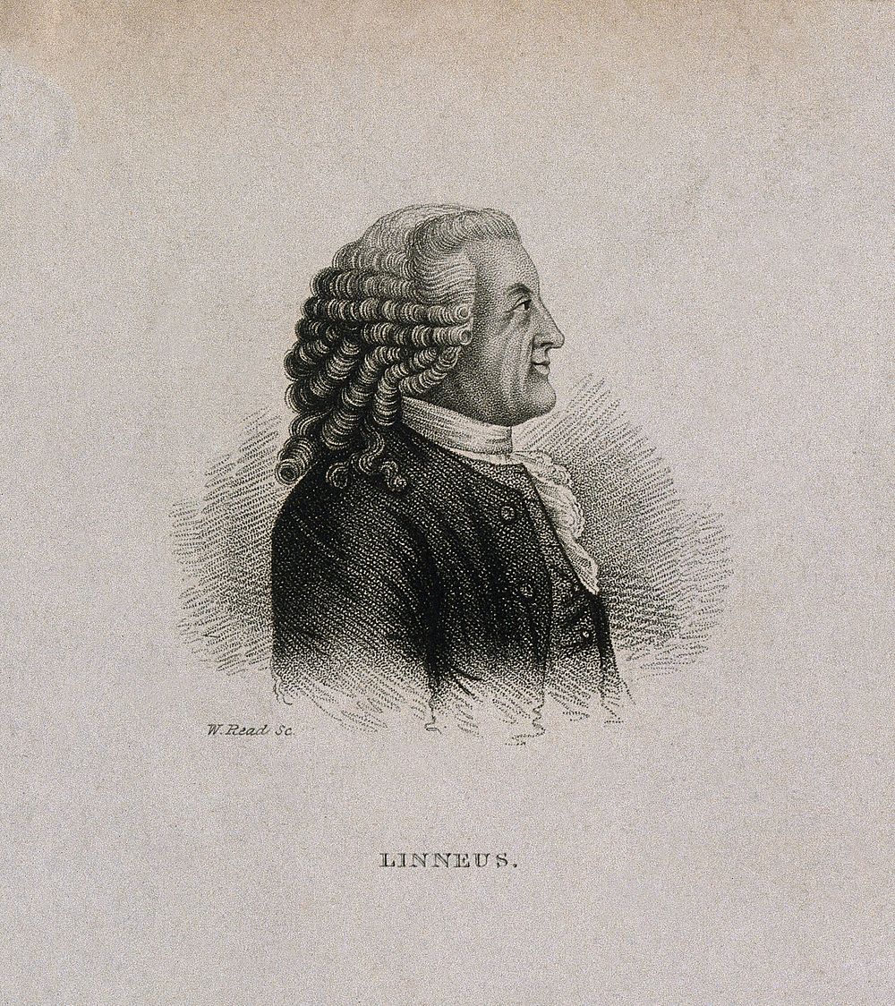 Carolus Linnaeus. Stipple engraving by W. Read after C. F. Inlander, 1773.
