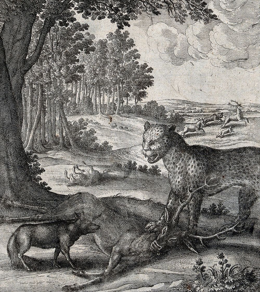 A leopard stands with one paw on a stag it has brought down and faces an approaching fox. Etching by W. Hollar for a fable…
