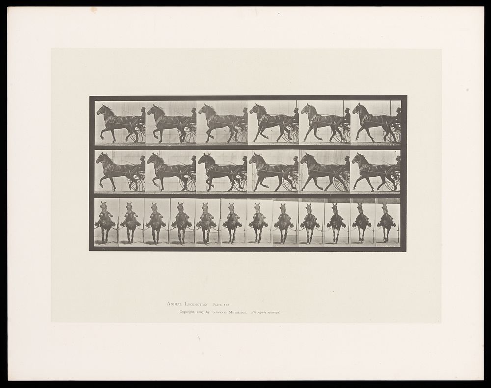 A clothed man driving a two-wheeled, horse-drawn 'sulky'. Collotype after Eadweard Muybridge, 1887.