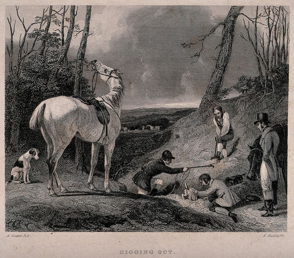 Hunters and hounds attempt to dig a fox out of its set in the ground; a horse chews leaves on a tree. Engraving by E.…